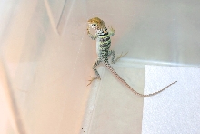 awesome yellowhead hatchling