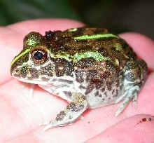 Goblet   my  baby African bullfrog (pyxiefrog)
