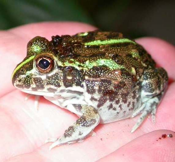 Goblet   my  baby African bullfrog (pyxiefrog)
