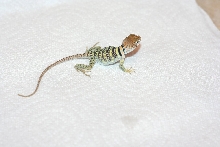 Yellerhead hatchling beautiful