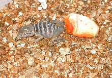 A baby Baja just hatched
