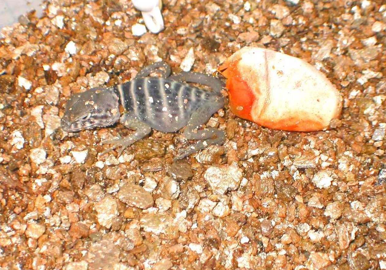 A baby Baja just hatched