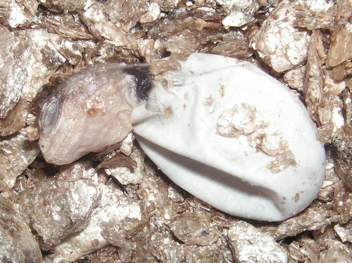 L. stellio hatching 6/15/07