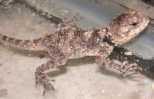 First to hatch (Black agama) cb