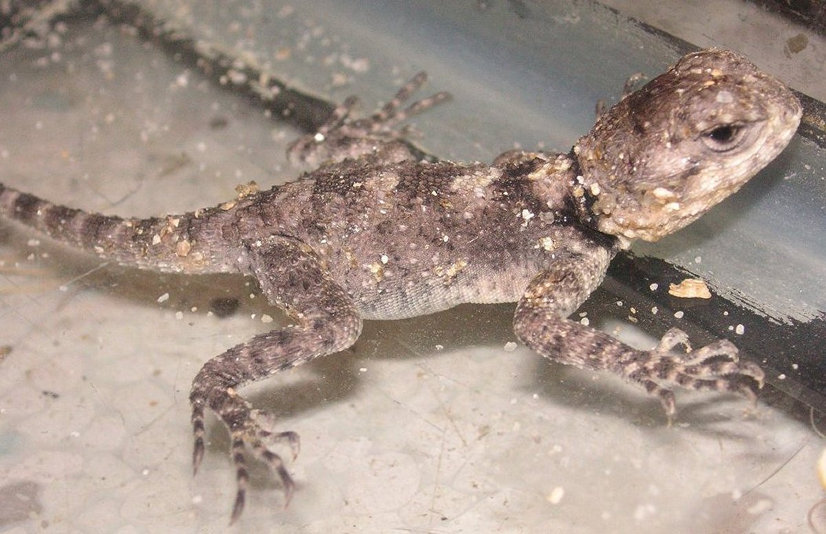 First to hatch (Black agama) cb