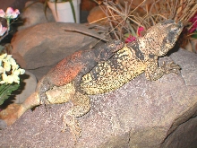 Chewalla and Grebster