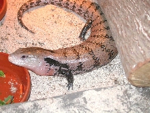 Chiquita