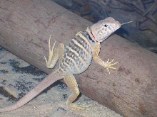 A Chubby C. vestiguim youngin  :0)
