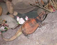 Male Chuckwalla  Grebster