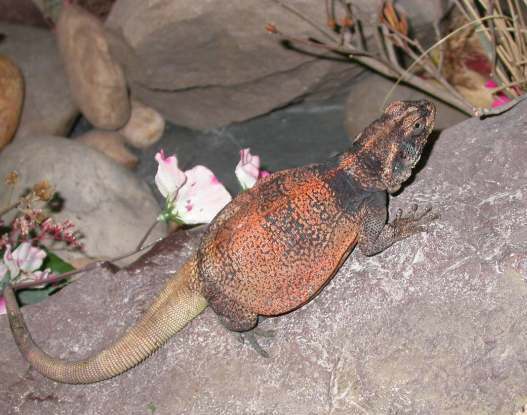Male Chuckwalla  Grebster