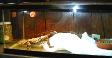 Cleo  when burned / 2000