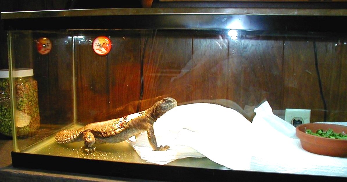 Cleo  when burned / 2000