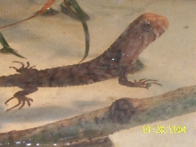 Lucy, my friend Chris's Crocodile lizard