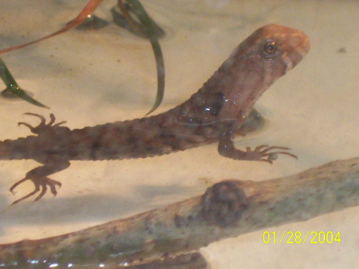Lucy, my friend Chris's Crocodile lizard