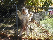 Sundance  * My  Bearded Collie