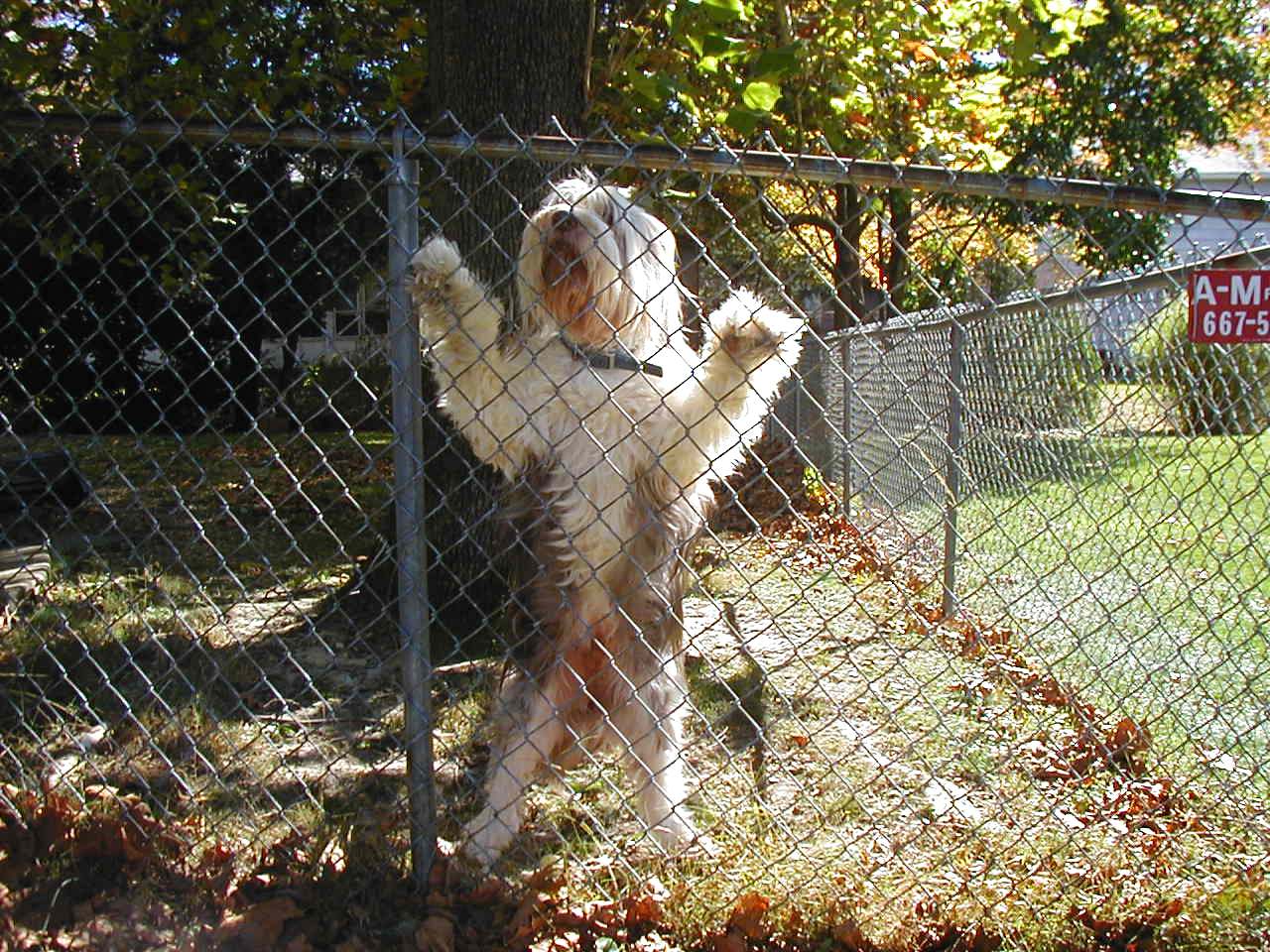 Sundance  * My  Bearded Collie