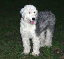 Dandi anotherr love of my life