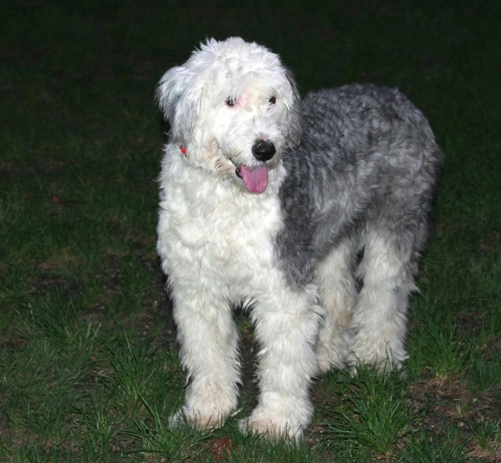 Dandi anotherr love of my life