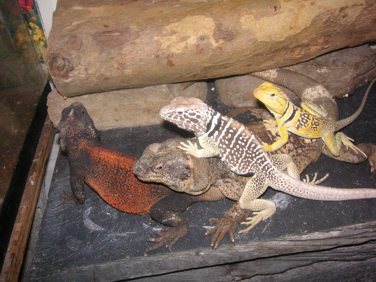 Always pals