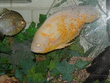 Something Fishy  :0)