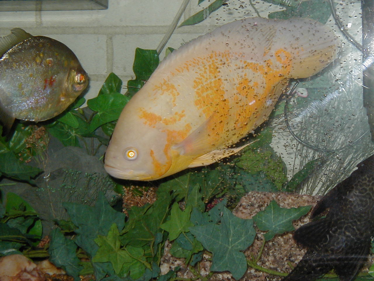 Something Fishy  :0)