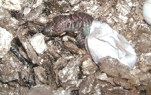 granite spiny almost out and colorful