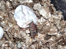 Granite spiny hatching  :0)