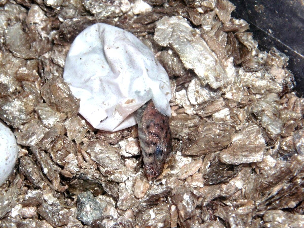 Granite spiny hatching  :0)