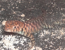 granite spiny kid close-up