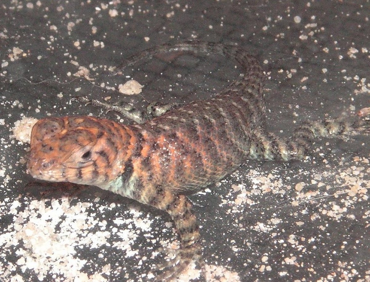 granite spiny kid close-up