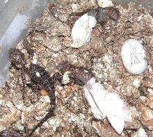 granite spiny kids