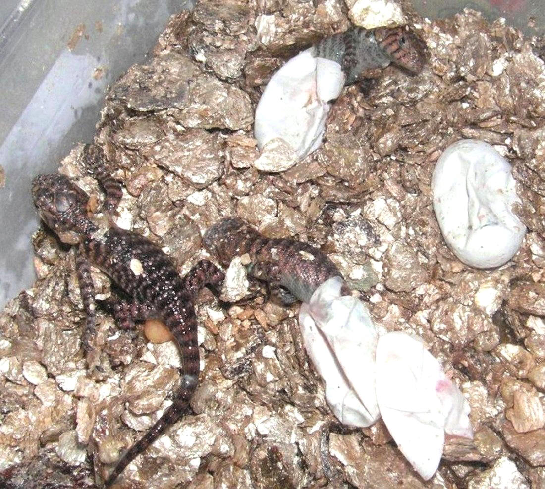 granite spiny kids