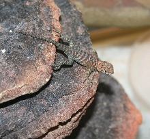 Garanite spiny hatchling