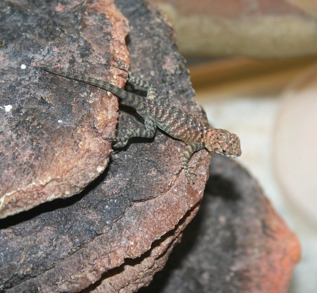 Garanite spiny hatchling