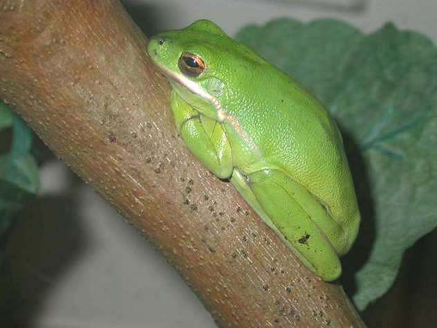 A sleepy froggie
