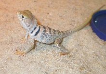 Baby Jemez  female C. Nebruis