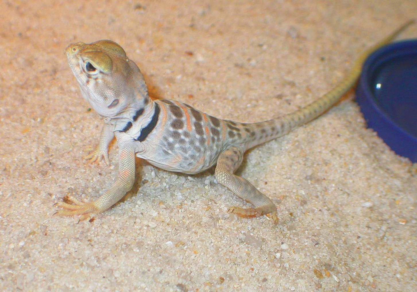 Baby Jemez  female C. Nebruis