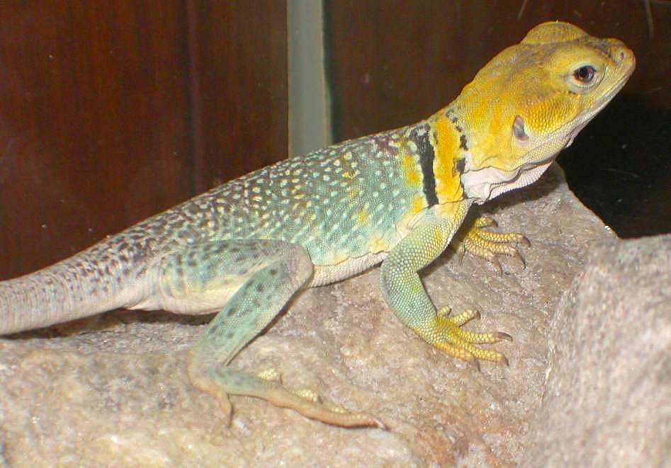 Kewanee  female yellowhead