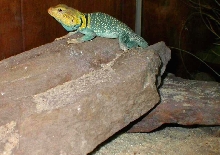 KInky a male yellowhead
