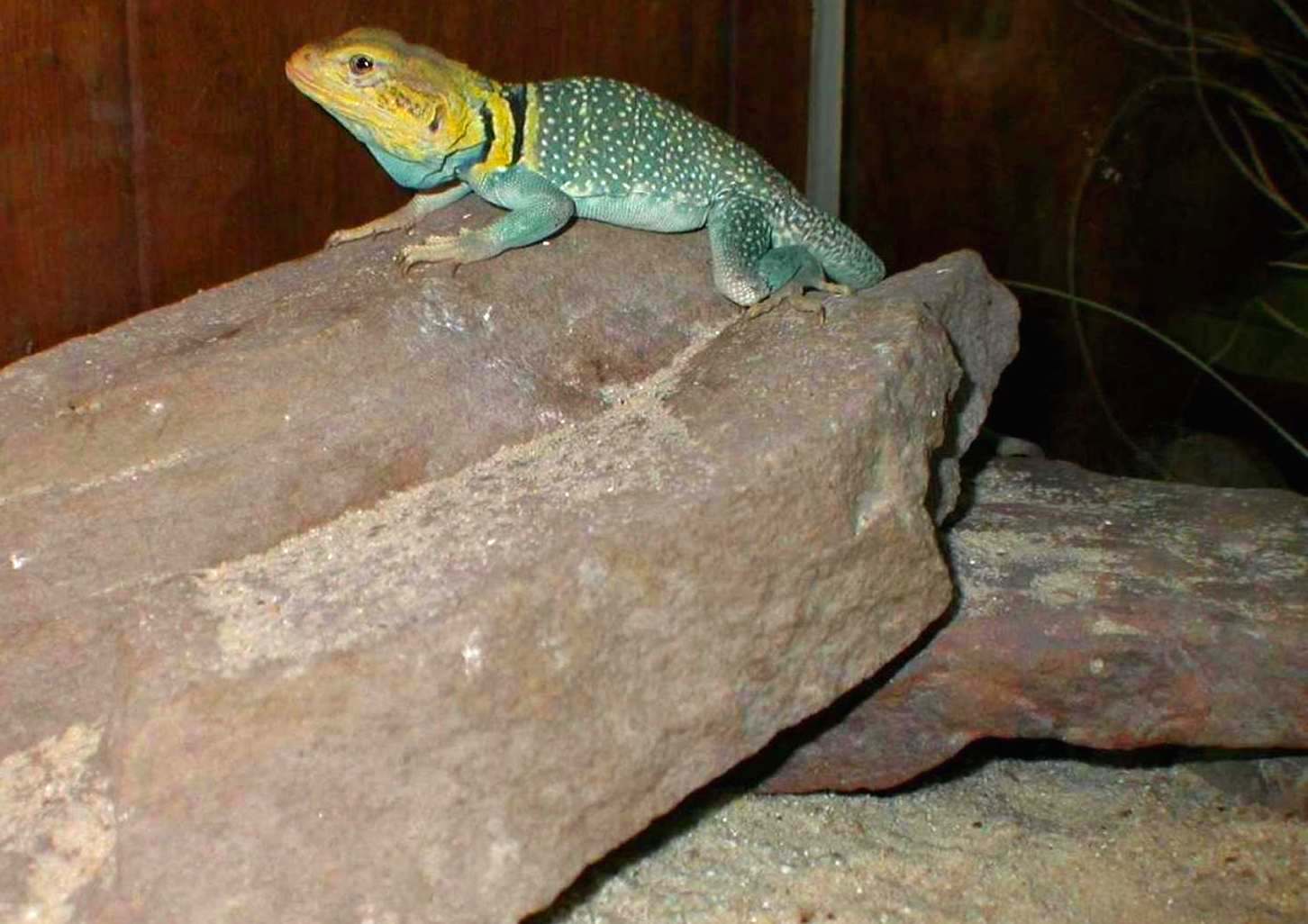 KInky a male yellowhead