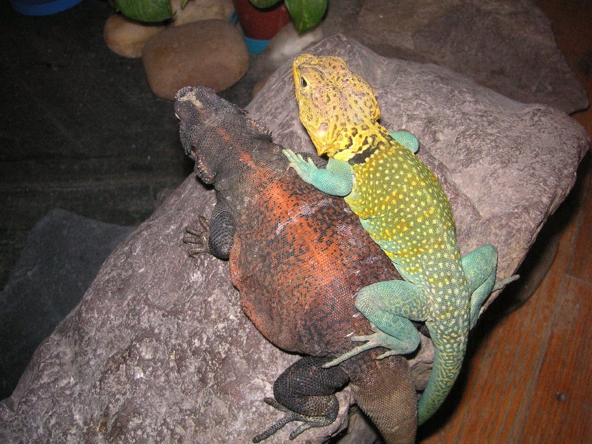 Comparing KONGS size to a Chuckwalla