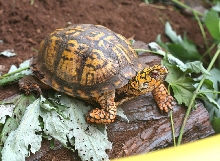 Lemonhead male