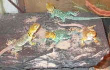 Lots a Yellowheads