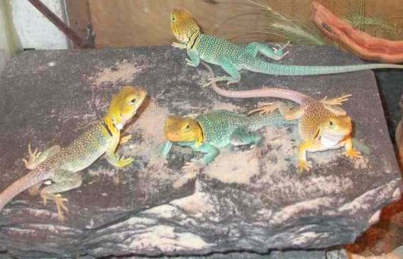 Lots a Yellowheads