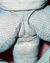 Sexing  * Male collared