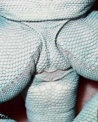Sexing  * Male collared