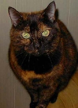 Munchie female tabby  14 yrs.