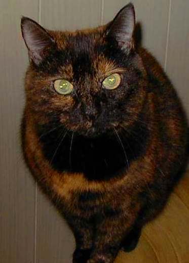 Munchie female tabby  14 yrs.