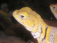 Shasta  pretty Blonde