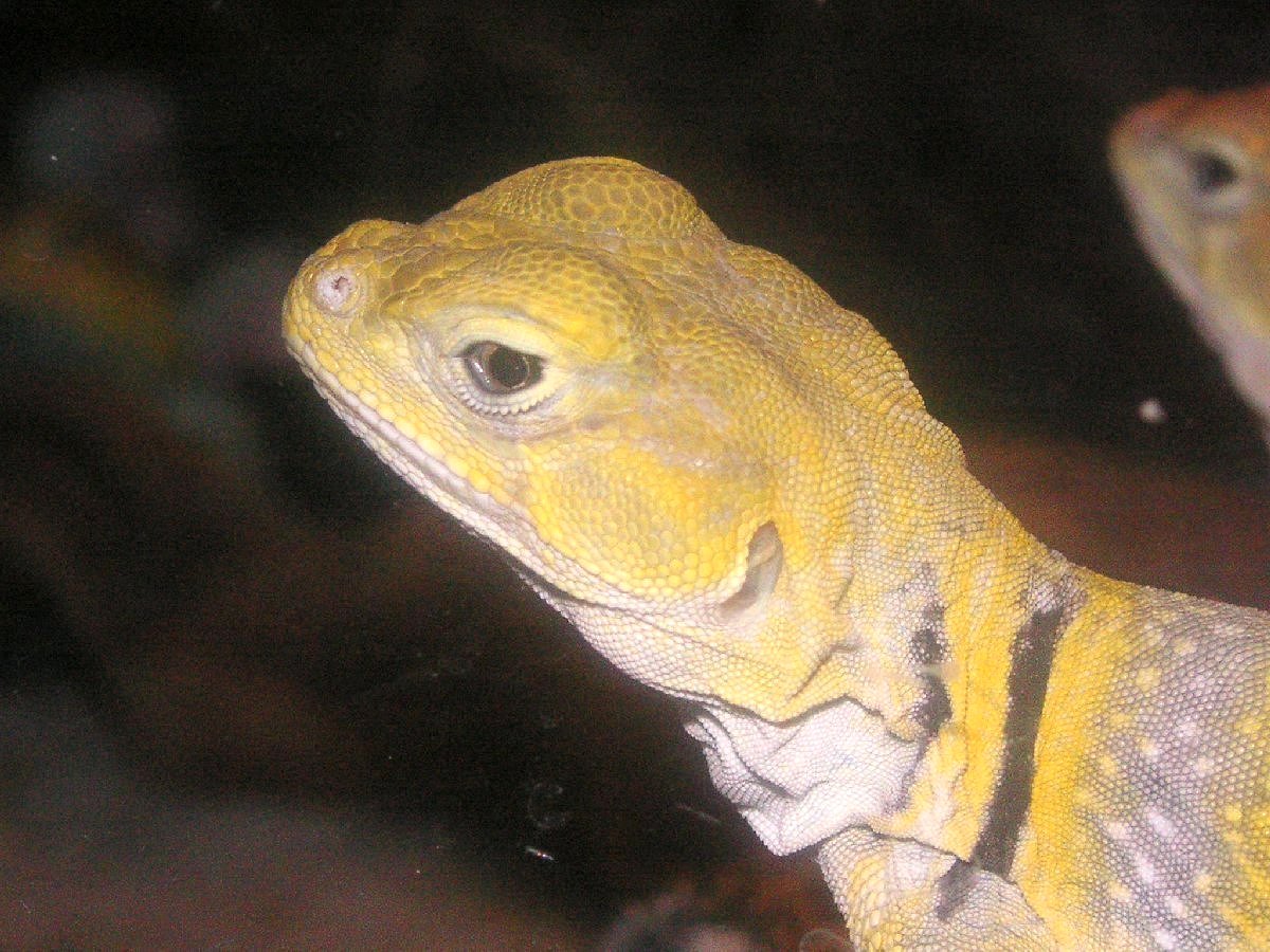 Shasta  pretty Blonde